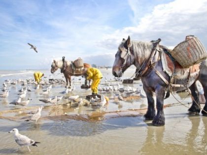 Garnaalvisser te paard Koksijde